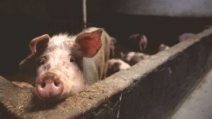 porci ferma pexels