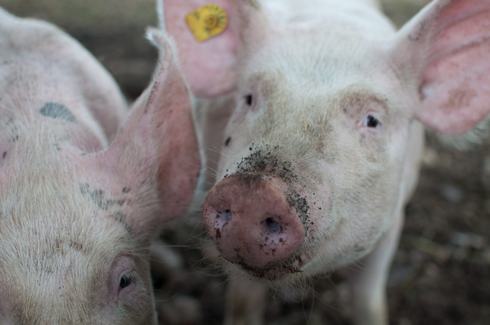 porci pesta porcina africana bulgaria borisov romania pexels