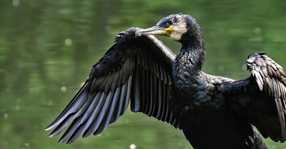 cormoran pixabay