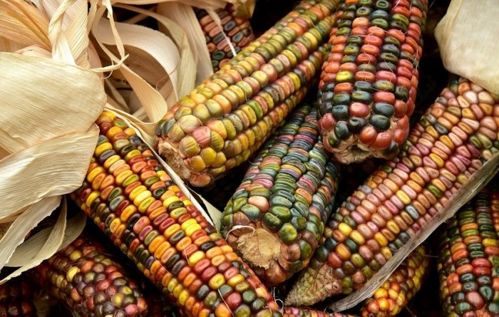 porumb, agricultura, cereale
