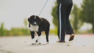 caine, animal, plimbare