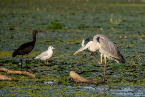 delta dunarii natura pelicani vegetatie flora fauna