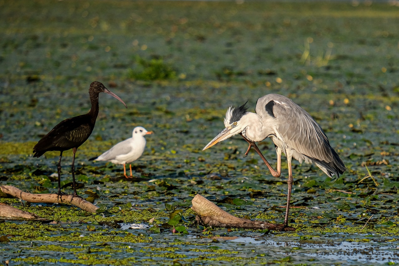 delta dunarii natura pelicani vegetatie flora fauna