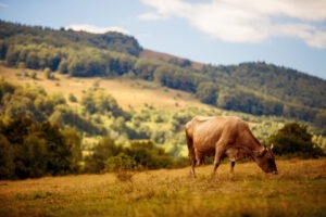 NATURA - MUNTII BUCEGI - PALTINU