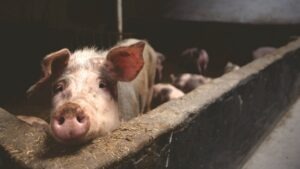porc, carne porc, ferma porci
