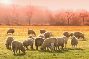 animal, oi, oaie, turma, miel. Sursa foto: pixabay.com