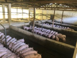 porci, ferma