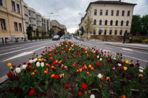 Cluj Napoca