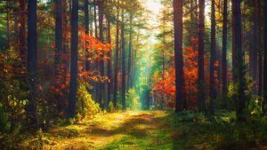 Pădure - Dreamstime