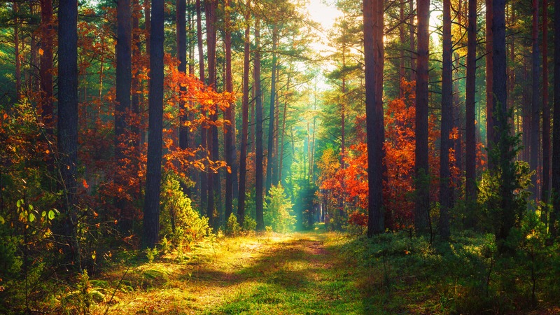 Pădure - Dreamstime