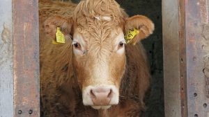 angus vaca vita vitel animale fermier ferma agricultura