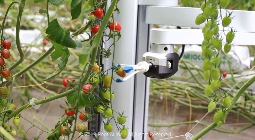 Robot culegator rosii - sursa Virgo