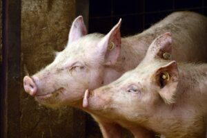 porci, fermă, crescătorie, pestă