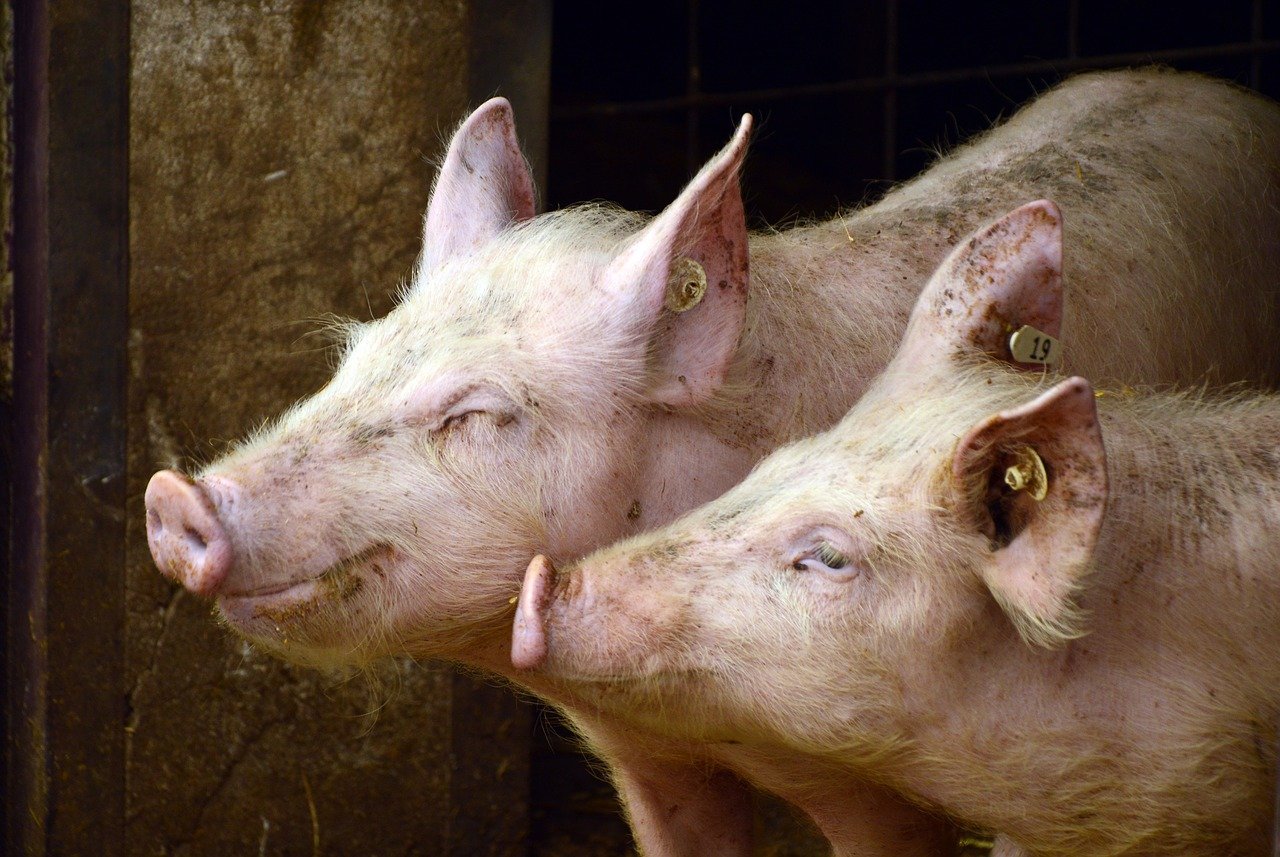 porci, fermă, crescătorie, pestă
