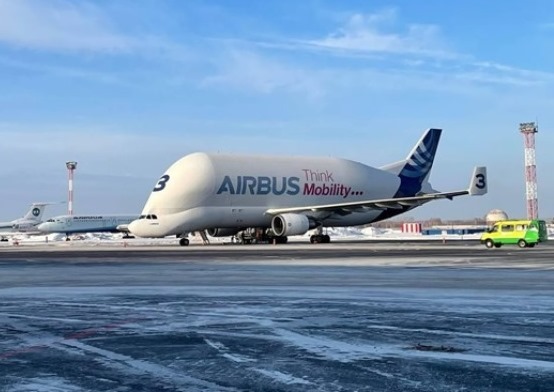 beluga
