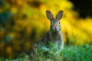 iepure paste natura easter bunny