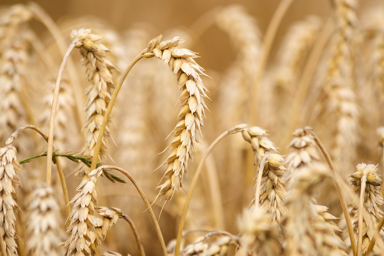 grau, cereale, recolta, agricultura