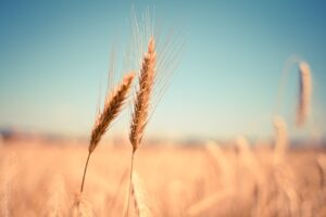 grau cereale recolta agricultura