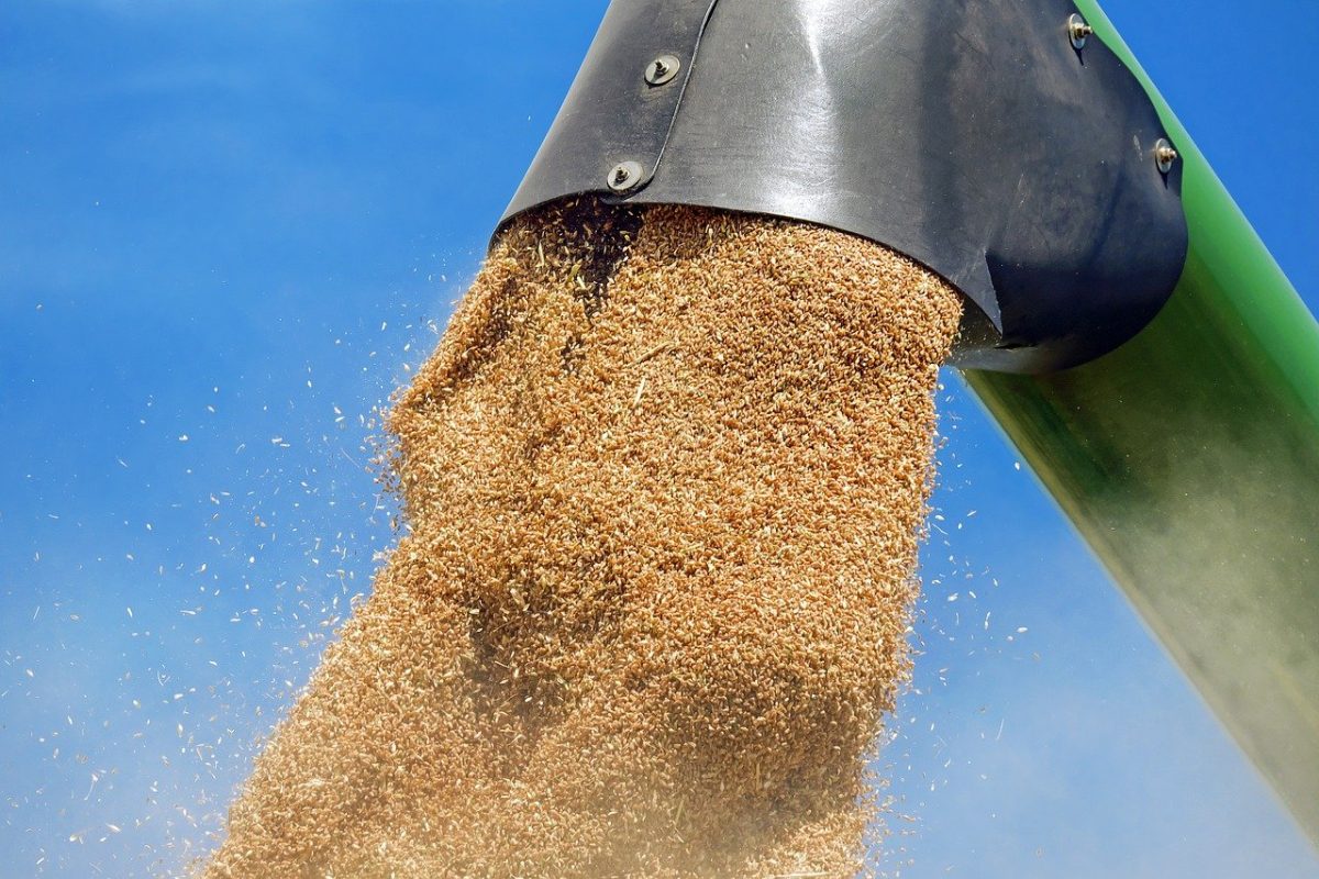 grâu, cereale, agricultură