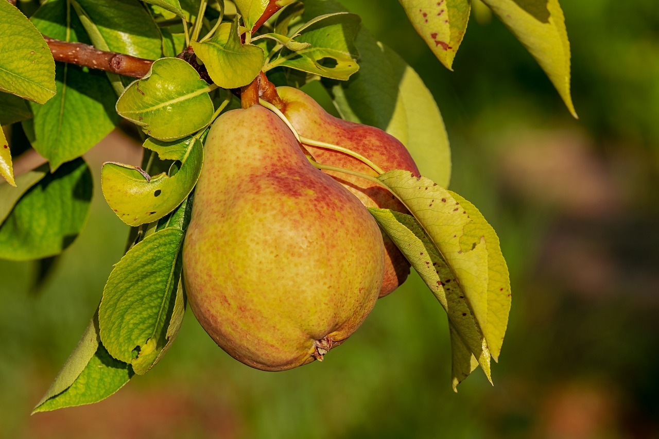 fructe, pere
