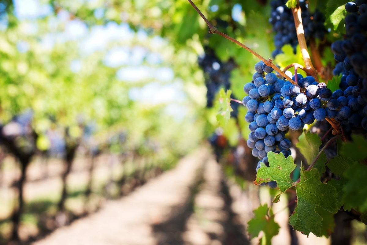 vinarii