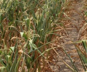 agricultura seceta