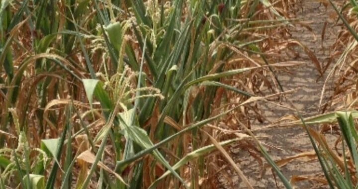 agricultura seceta