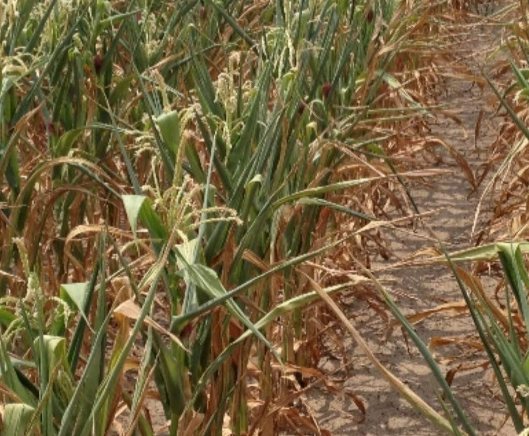 agricultura seceta