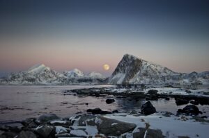 arctica