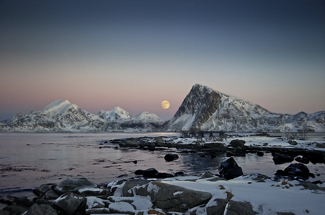 arctica