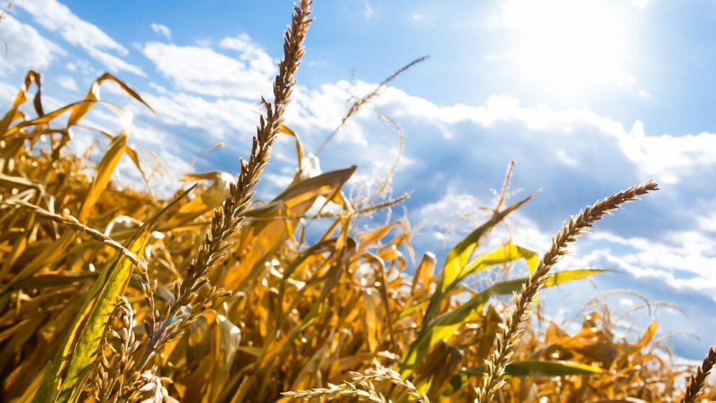 seceta canicula agricultura grau porumb