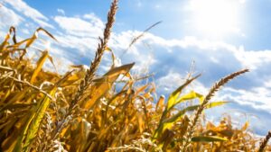 seceta canicula agricultura grau porumb