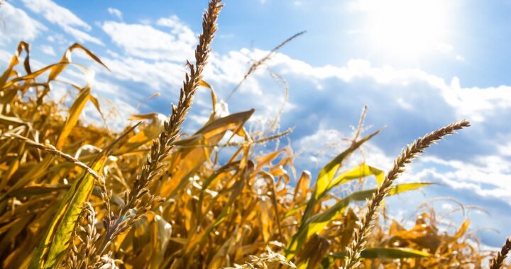 seceta canicula agricultura grau porumb