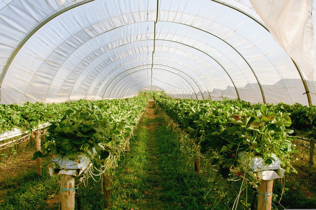seră, agricultura, fermieri, sere