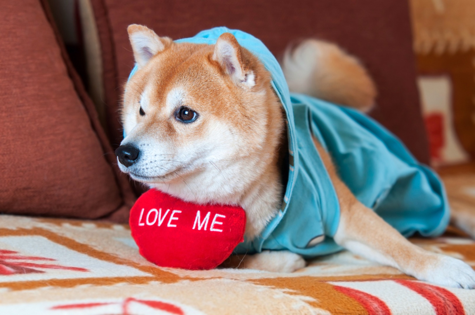 caine shiba inu