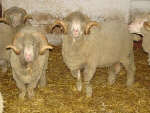 berbeci-merinos-de-palas