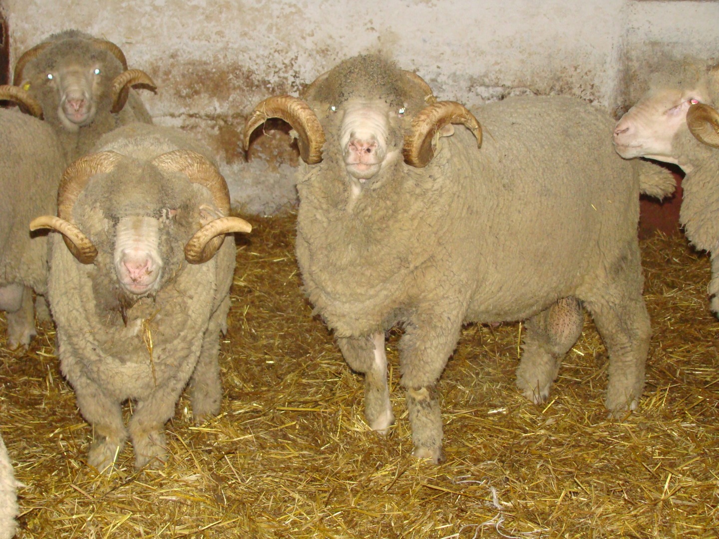 berbeci-merinos-de-palas