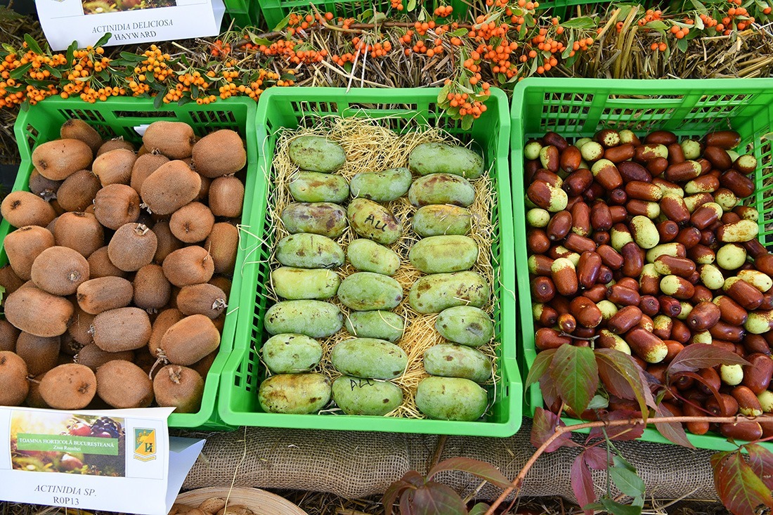 kiwi