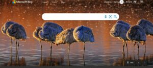 microsoft bing