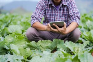 agricultura digitalizare, salata, tehnologie