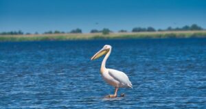 canal bistroe bastroe delta rezervatie dunare pasari pelican specii protejate habitat fauna flora arbdd rezervatie naturala