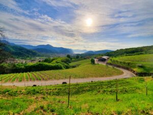 vin italia peisaj vita de vie