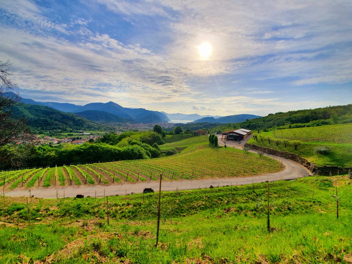 vin italia peisaj vita de vie