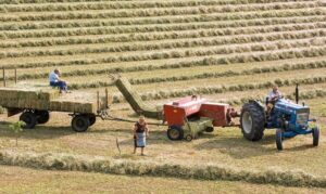 agricultura, ferma fermier
