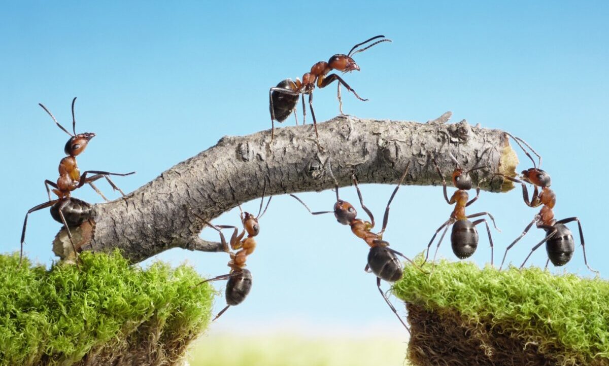 furnici, furnica, insecte, pod, animale, natura