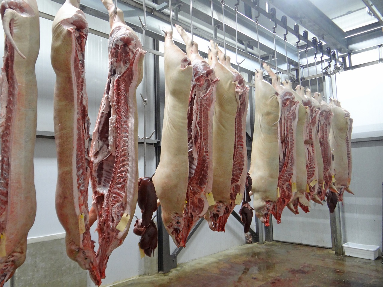 abator carne porc
