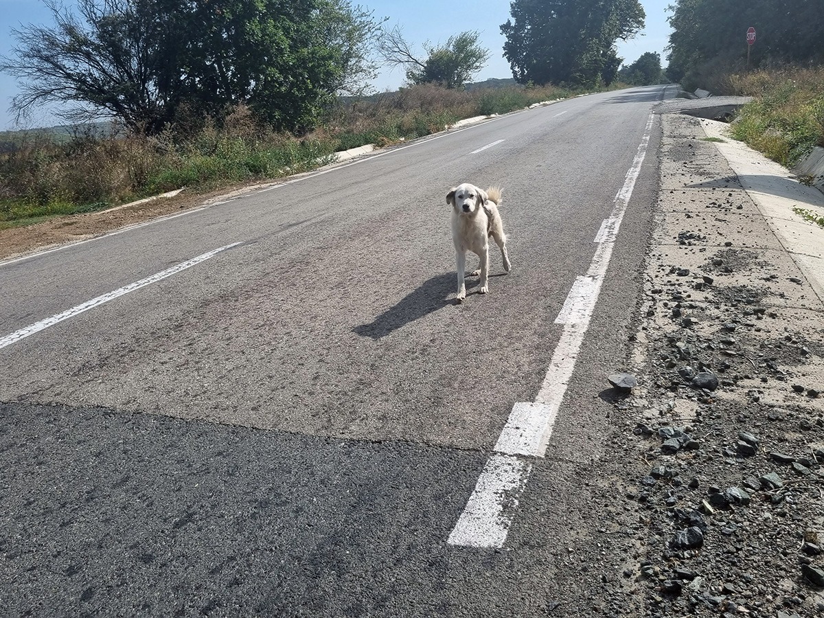 drum sosea niculitel nicolae balcescu tulcea gropi asfalt
