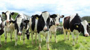 vaca vaci holstein ferma animale