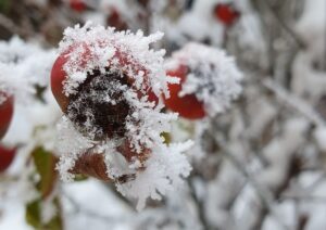 iarnă, ger, îngheț, zăpadă, frig, ninsoare, vremea, meteo