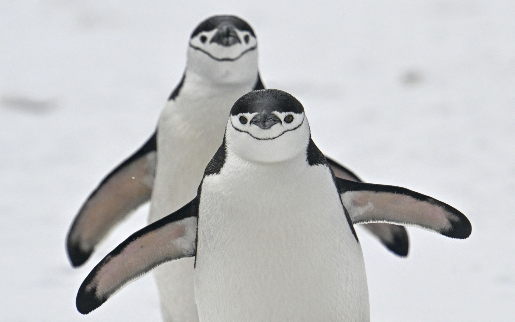 pinguini antarctica